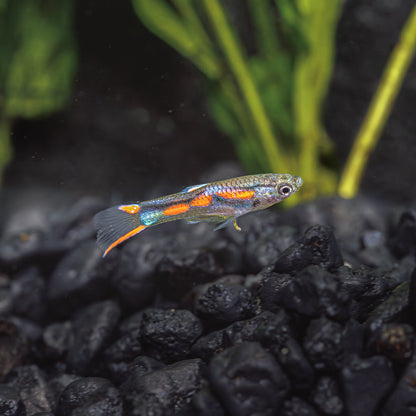 ENDLER'S LIVEBEARER | POECILIA WINGEI