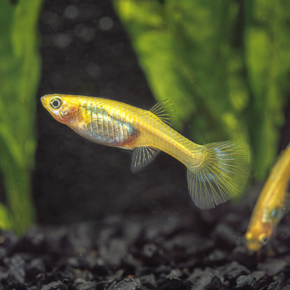 LUMINOUS COBRA GUPPY