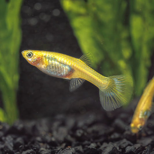 LUMINOUS COBRA GUPPY