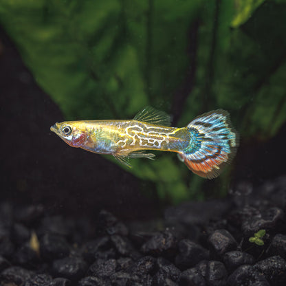 LUMINOUS COBRA GUPPY