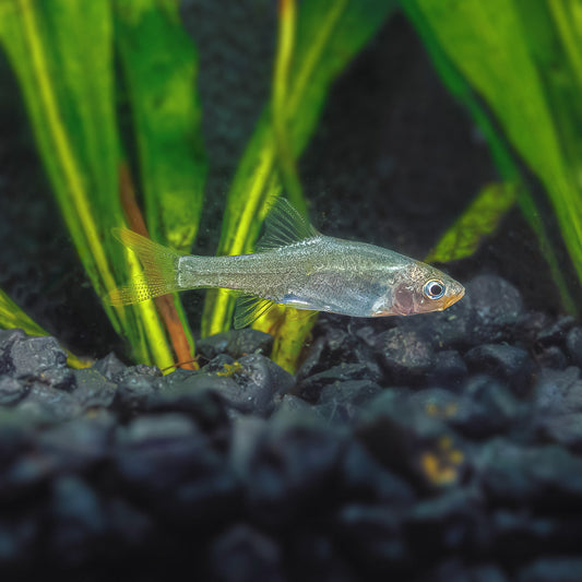 RUMMY NOSE RASBORA