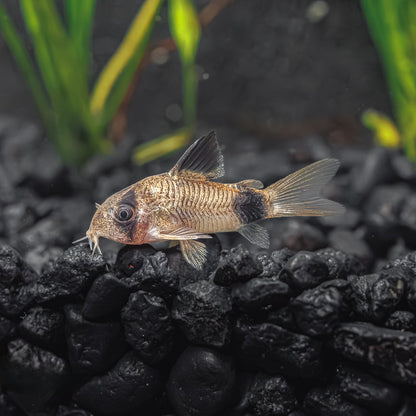 PANDA CORY | CORYDORAS PANDA