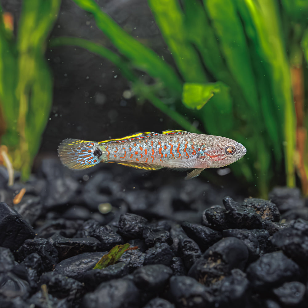 PEACOCK GOBY (GUDGEON)