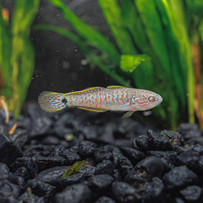 PEACOCK GOBY (GUDGEON)