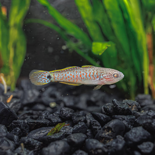 PEACOCK GOBY (GUDGEON)