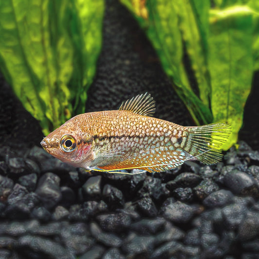 PEARL GOURAMI | TRICHOGASTER LEERI