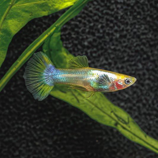 DUMBO EAR PINGU GUPPY | POECILIA RETICULATUS