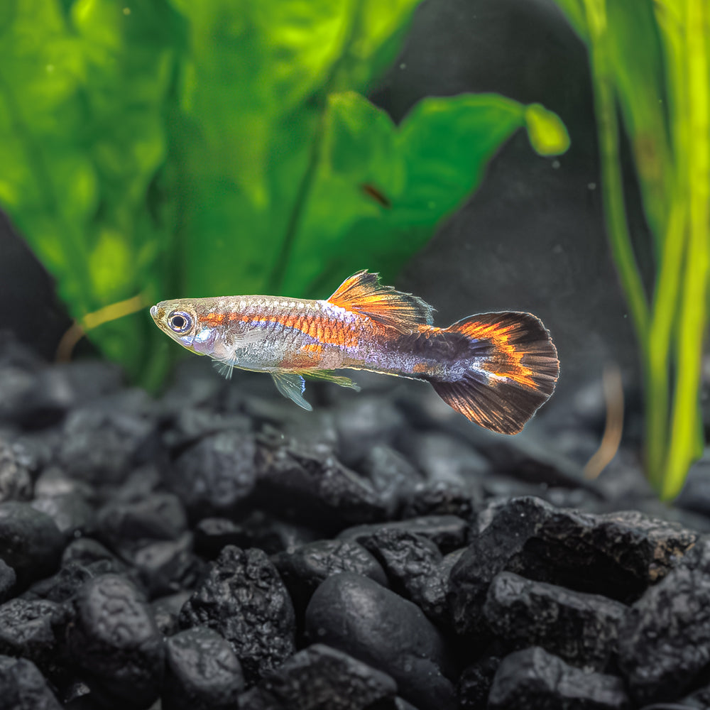 PURPLE HAZE GUPPY