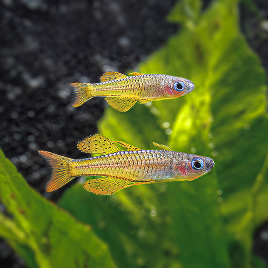 RED NEON BLUE EYED RAINBOWFISH | PSEUDOMUGIL LUMINATUS