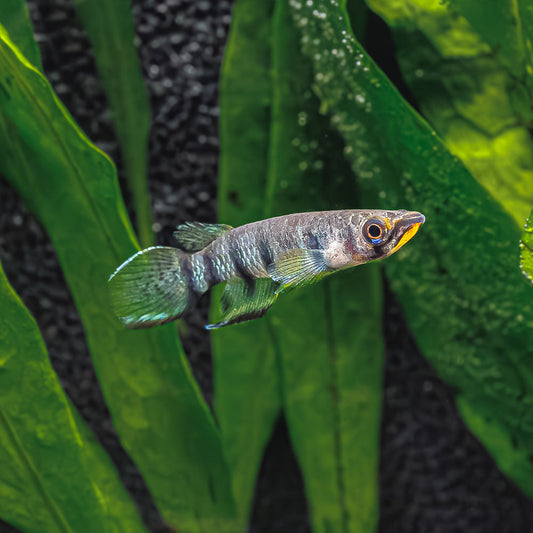 REDCHIN PANCHAX KILLIFISH | EPIPLATYS DAGETI MONROVIAE