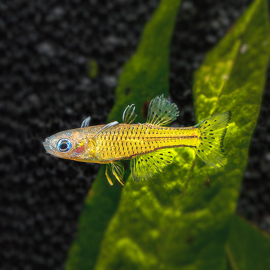 SPOTTED BLUE-EYE RAINBOWFISH | PSEUDOMUGIL GERTRUDAE