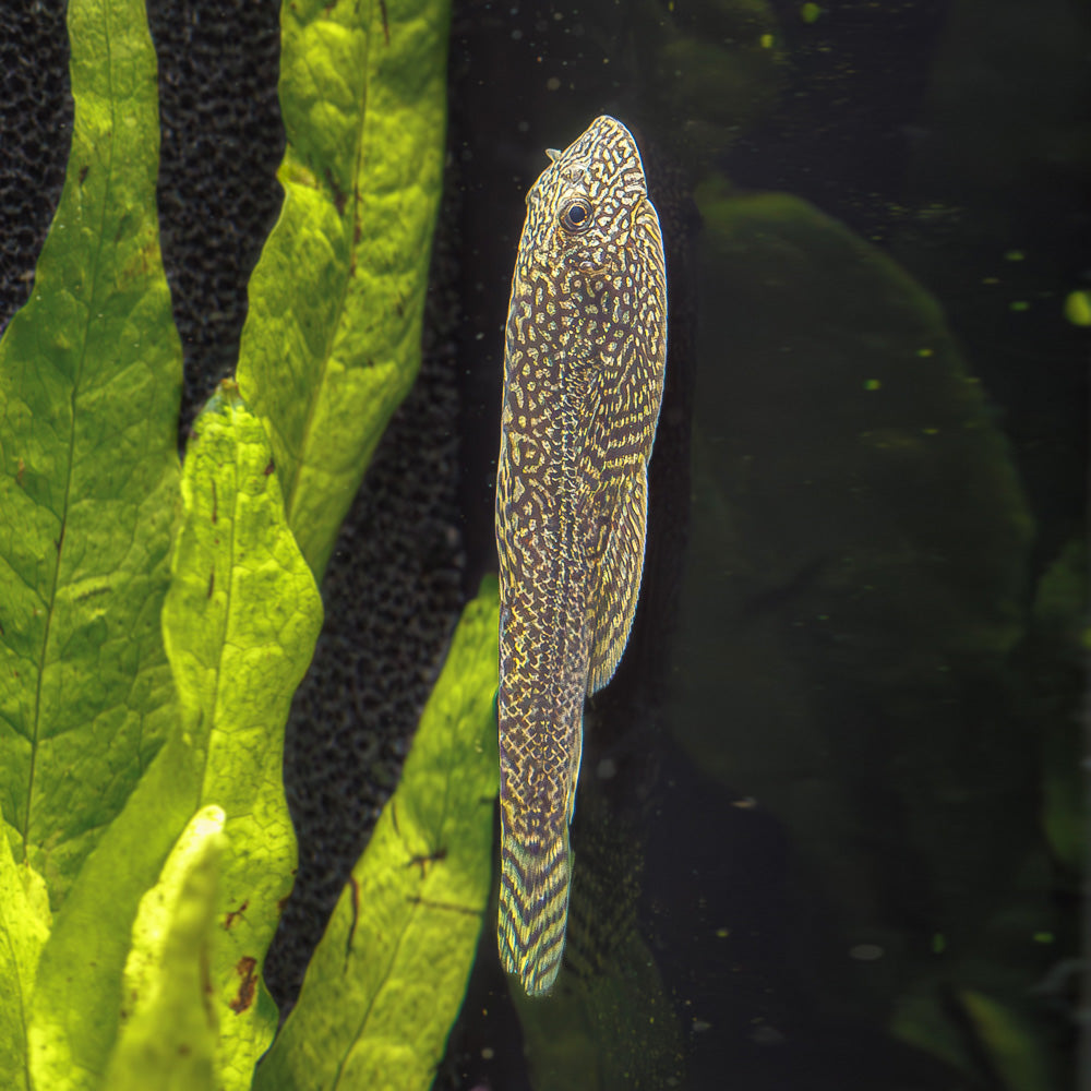 SPOTTED HILLSTREAM LOACH