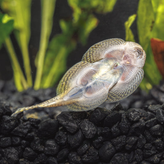 SPOTTED HILLSTREAM LOACH