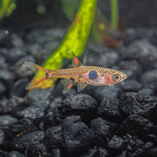 SPOTTED RASBORA | BORARAS MACULATUS