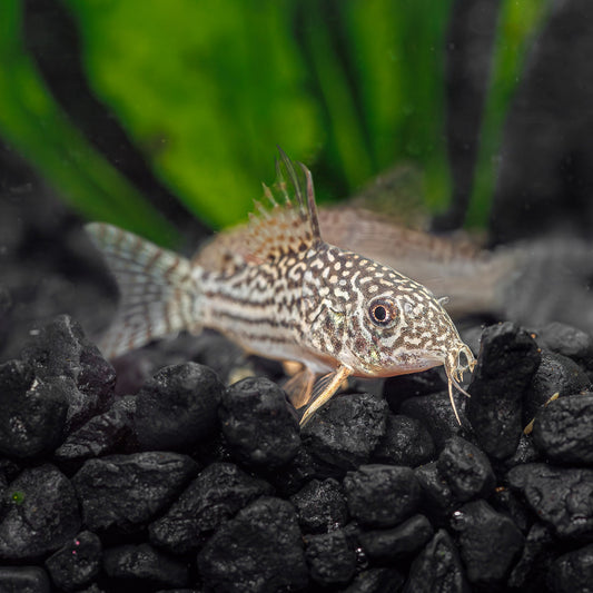 STERBAI CORY | CORYDORAS STERBAI