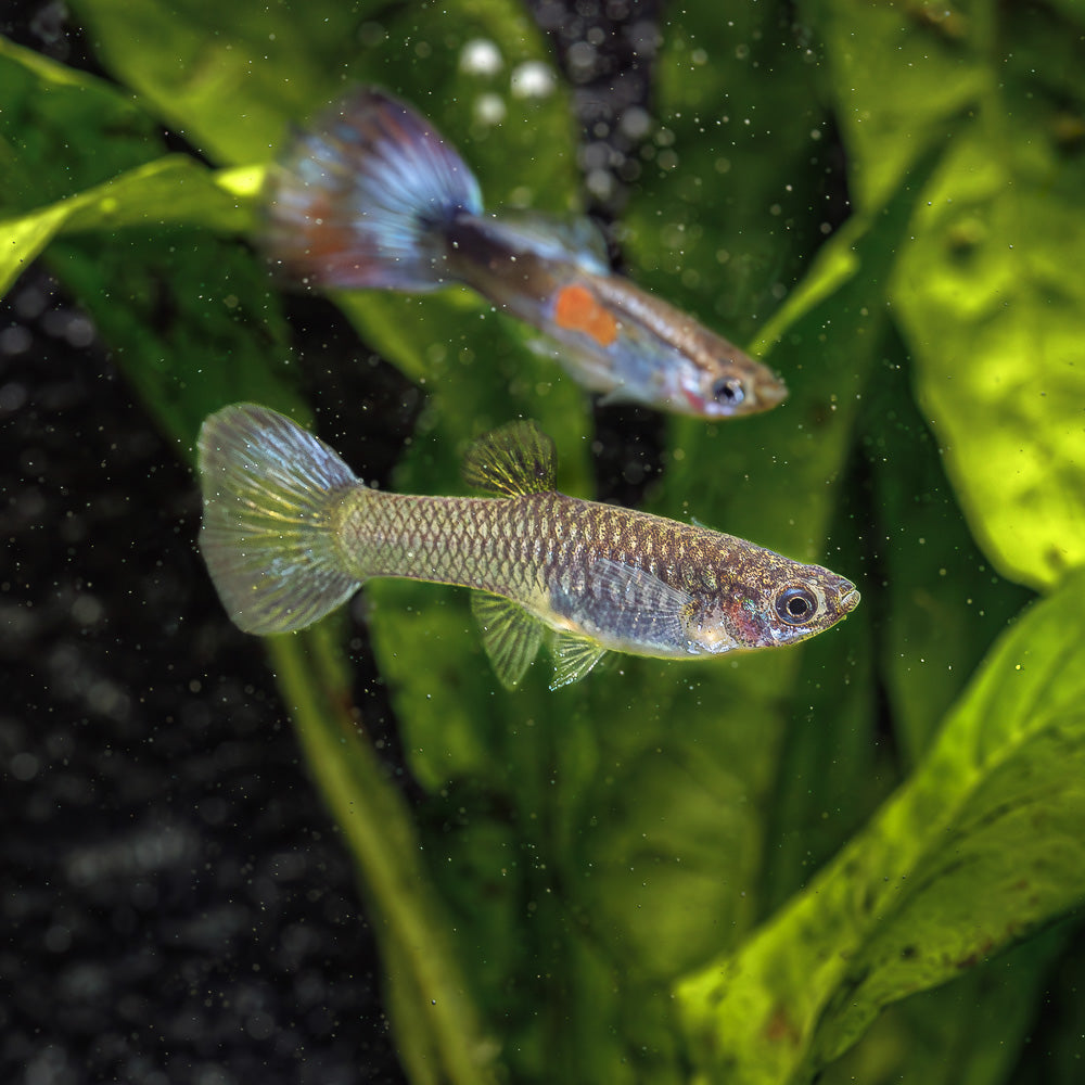PURPLE QUEEN GUPPY | POECILIA RETICULATUS
