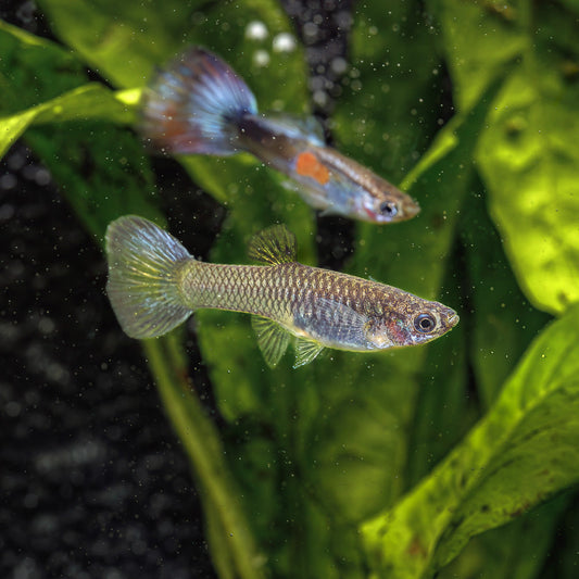 PURPLE QUEEN GUPPY | POECILIA RETICULATUS
