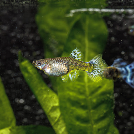 VARIEGATED BLUE GUPPY