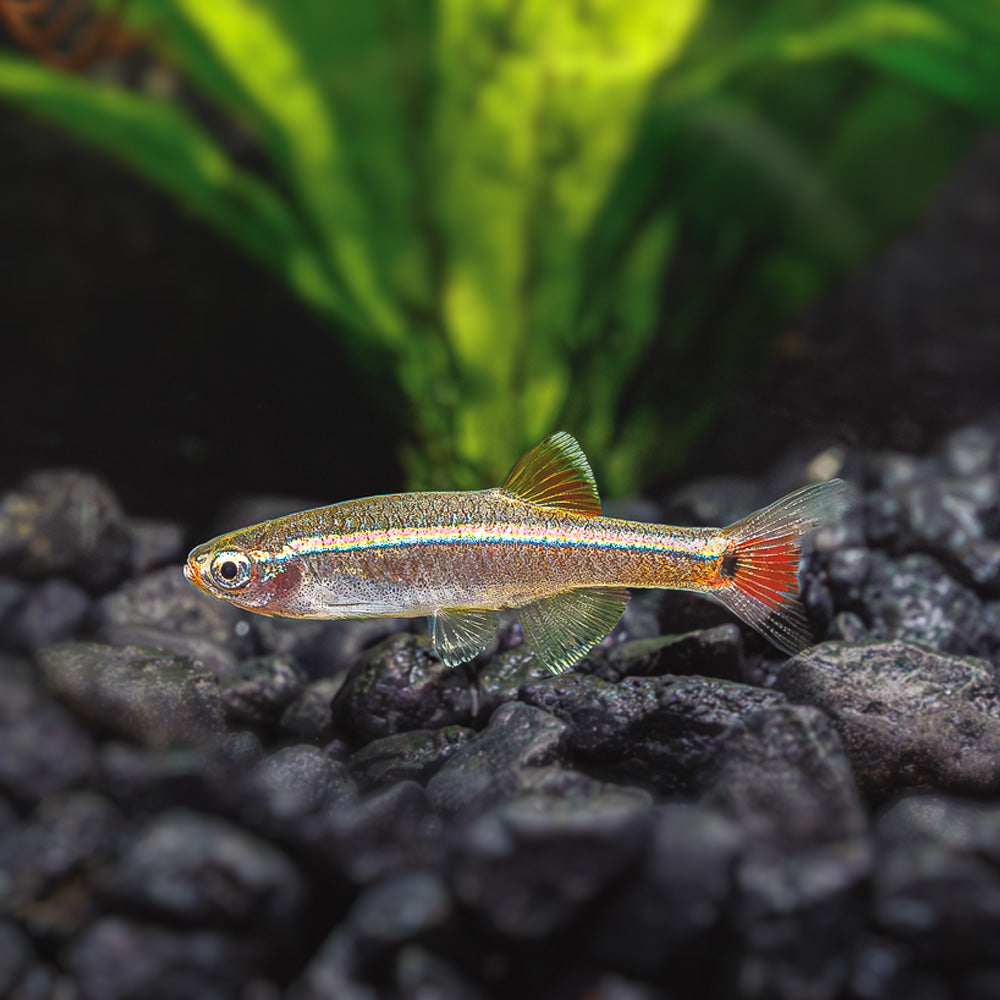 WHITE CLOUD MINNOW