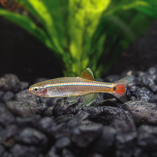 WHITE CLOUD MINNOW