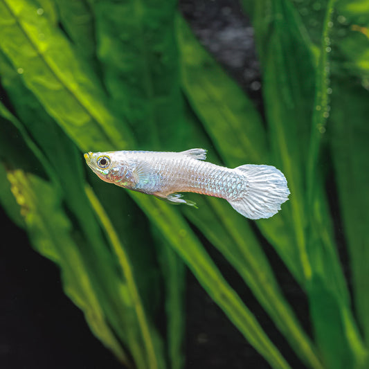 WHITE MOSCOW GUPPY