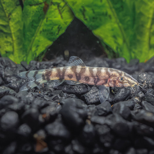 YOYO LOACH | BOTIA LOHACHATA