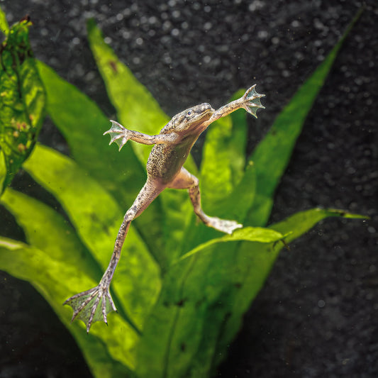 AFRICAN DWARF FROG | HYMENOCHIRUS BOETTGERI