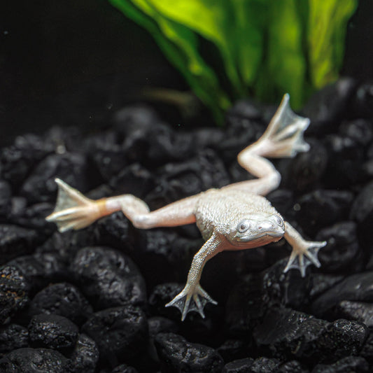 PLATINUM AFRICAN DWARF FROG | HYMENOCHIRUS BOETTGERI