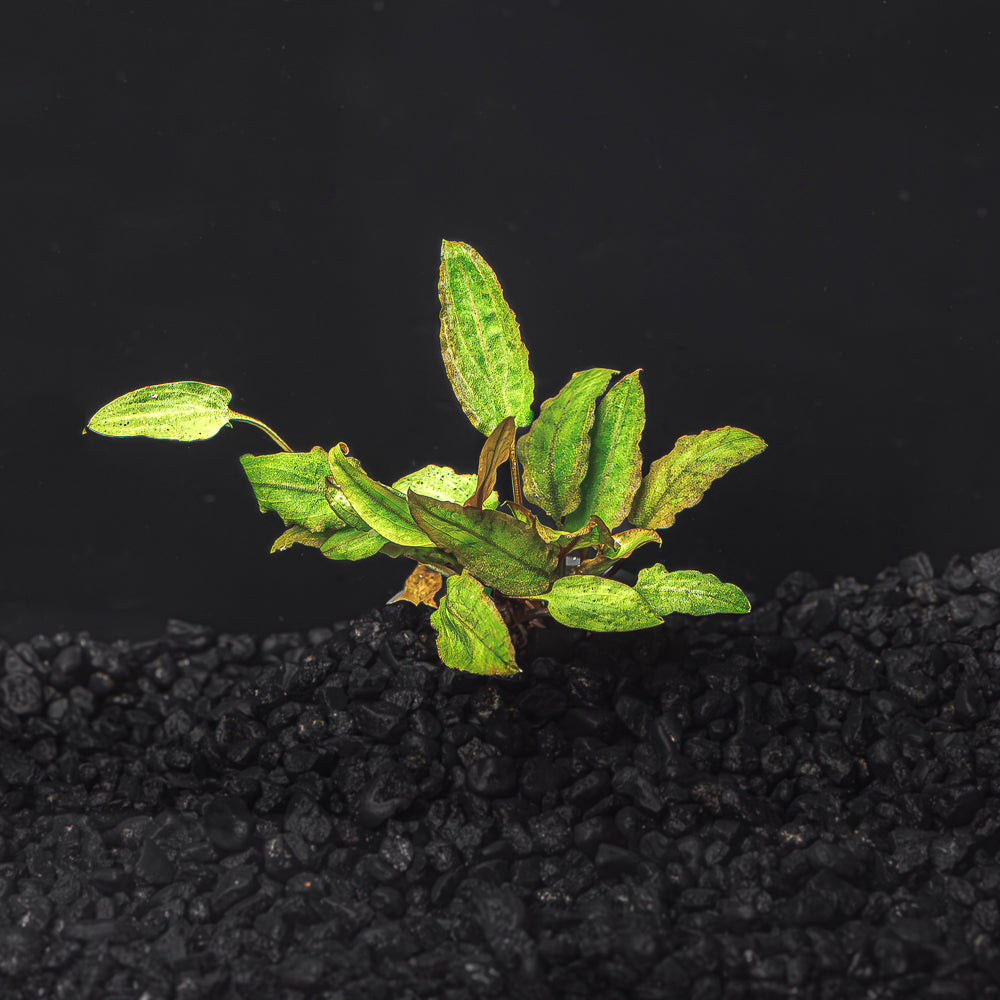 CRYPTOCORYNE WENDTII (RED, GREEN, OR BRONZE)