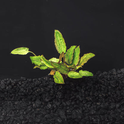 CRYPTOCORYNE WENDTII (RED, GREEN, OR BRONZE)