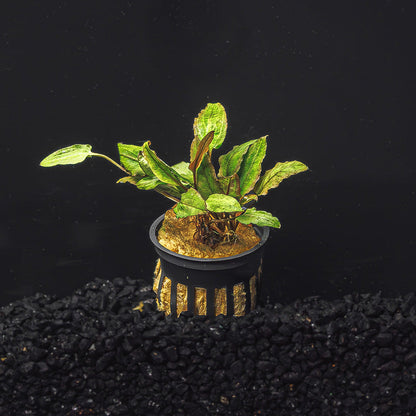 CRYPTOCORYNE WENDTII (RED, GREEN, OR BRONZE)