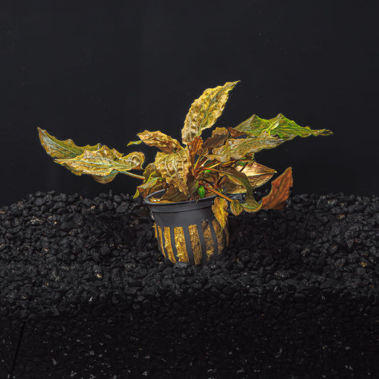 CRYPTOCORYNE WENDTII (RED, GREEN, OR BRONZE)