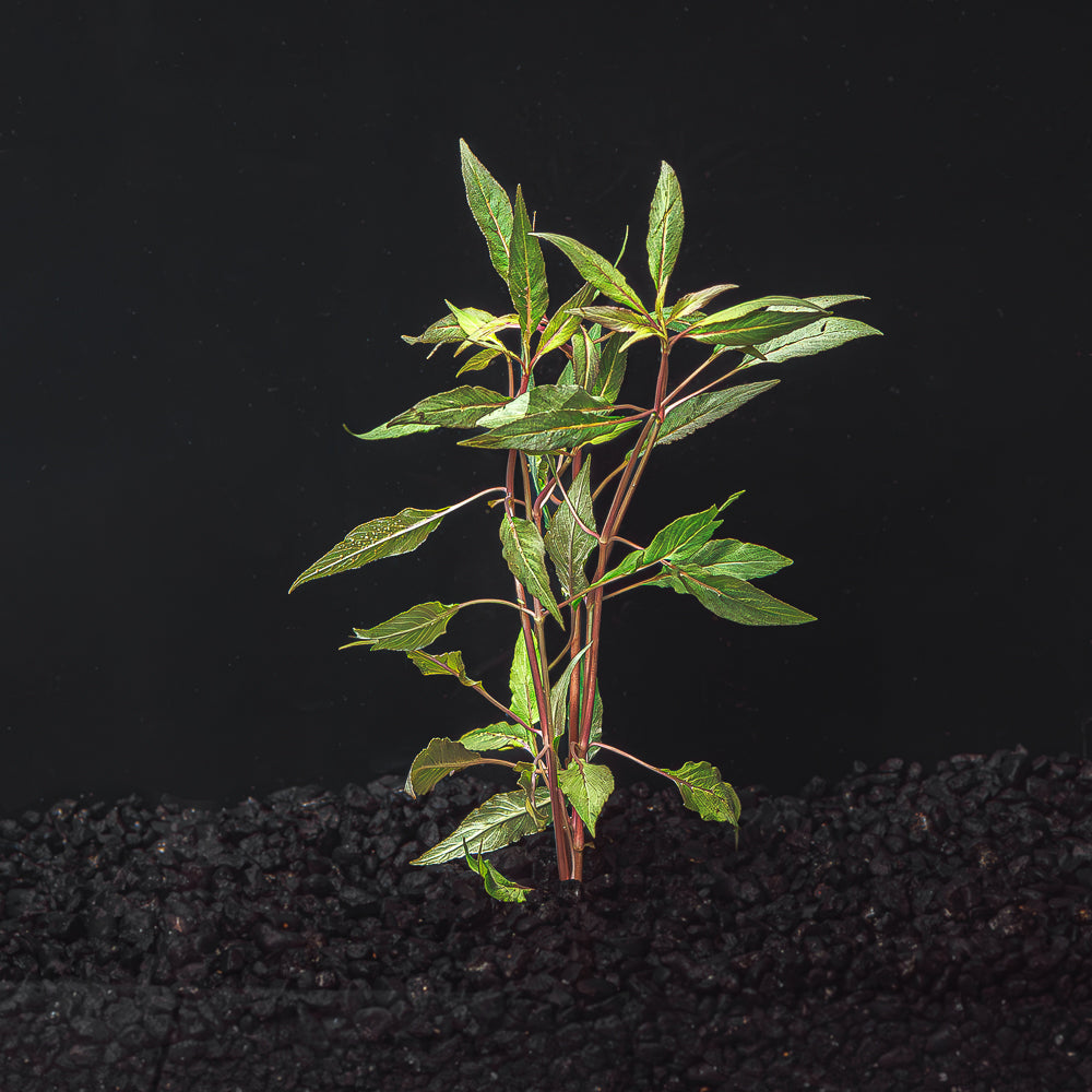 HYGROPHILA SALICIFOLIA "BLUE HYGRO"