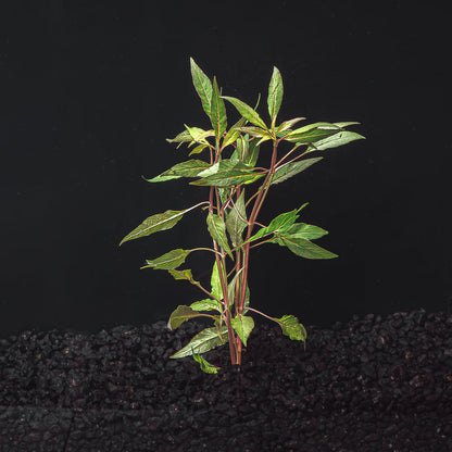 HYGROPHILA SALICIFOLIA "BLUE HYGRO"