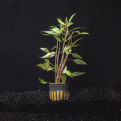 HYGROPHILA SALICIFOLIA "BLUE HYGRO"