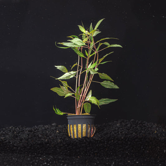 HYGROPHILA SALICIFOLIA "BLUE HYGRO"