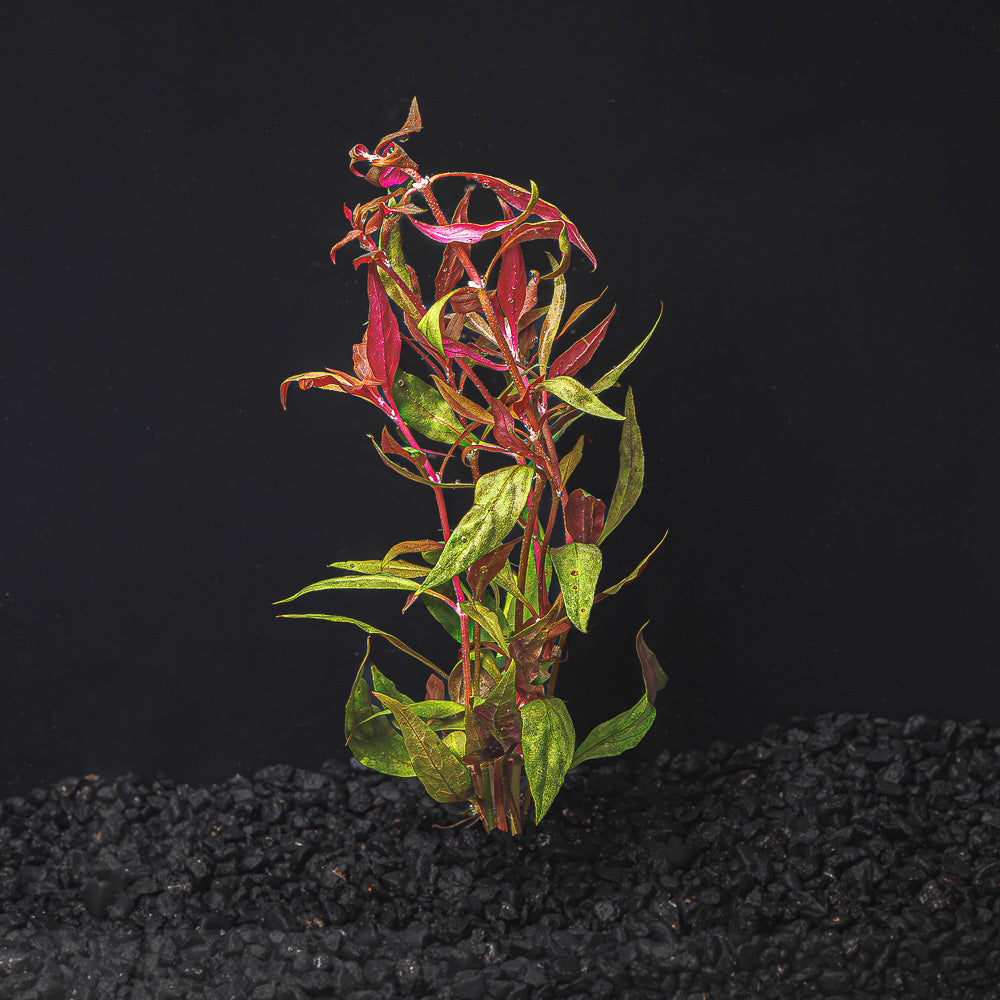SCARLET TEMPLE | ALTERNANTHERA REINECKII