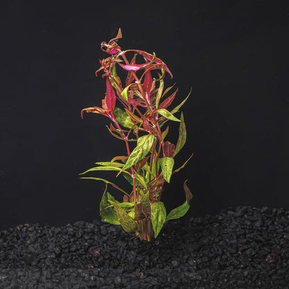 SCARLET TEMPLE | ALTERNANTHERA REINECKII