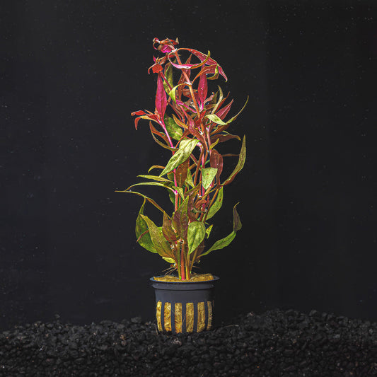 SCARLET TEMPLE | ALTERNANTHERA REINECKII