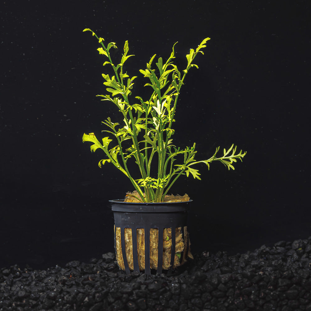 WATER SPRITE LACE | INDIAN FERN