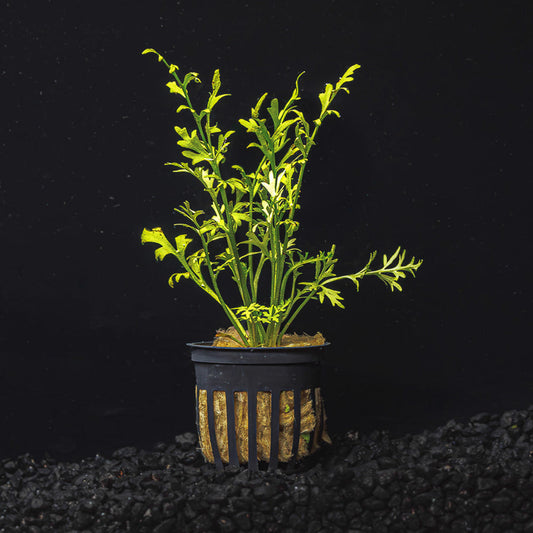 WATER SPRITE LACE | INDIAN FERN