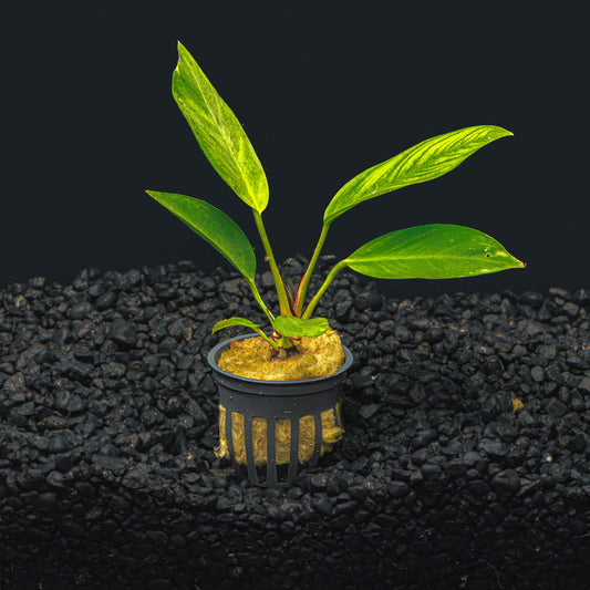 ANUBIAS CONGENSIS