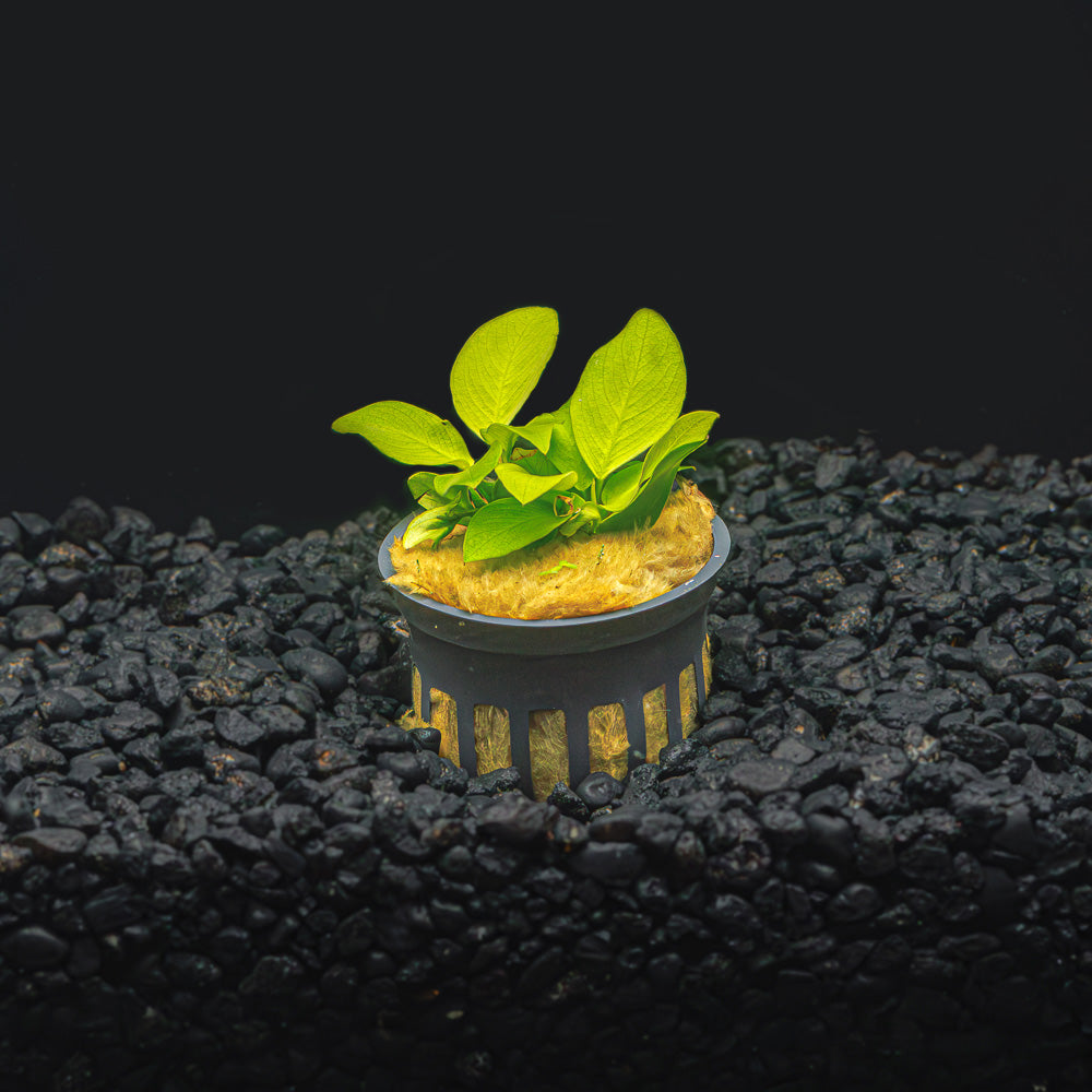 ANUBIAS NANA GOLDEN