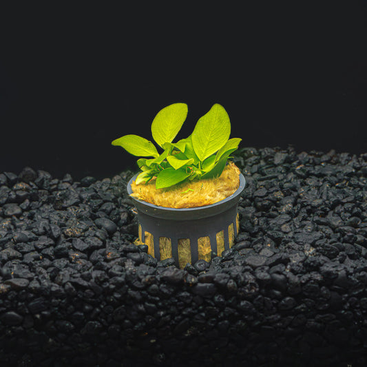 ANUBIAS NANA GOLDEN