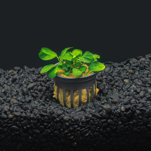 ANUBIAS NANA "PETITE"