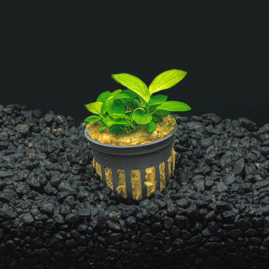 ANUBIAS NANA