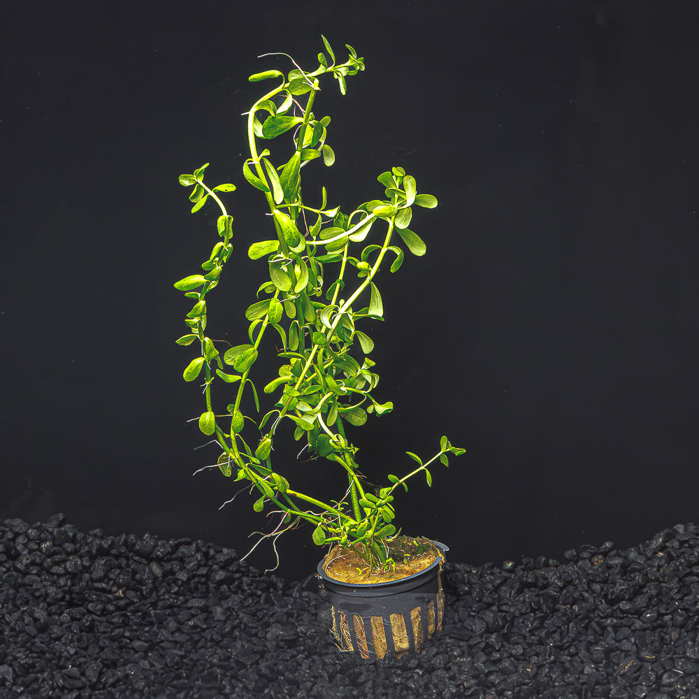 BACOPA MONEYWORT | BACOPA MONNIERI