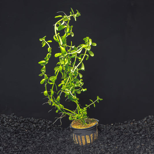 BACOPA MONEYWORT | BACOPA MONNIERI