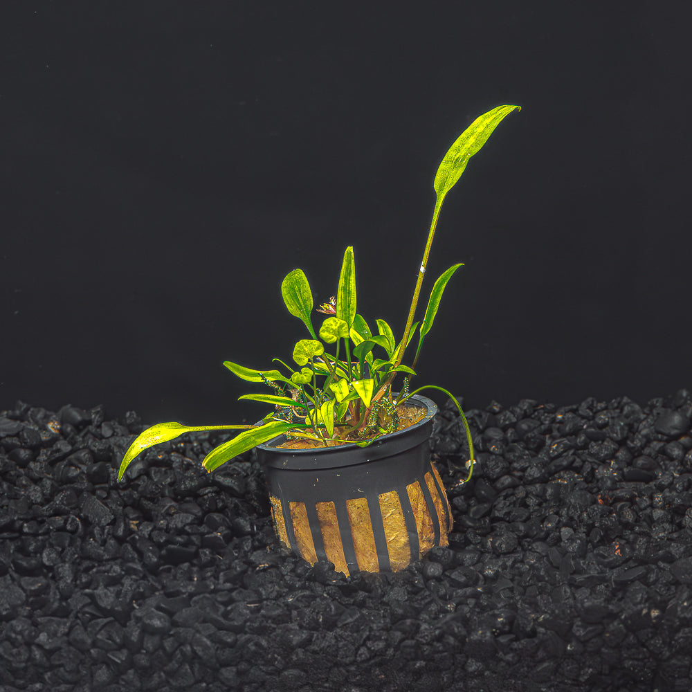 CRYPTOCORYNE LUCEN