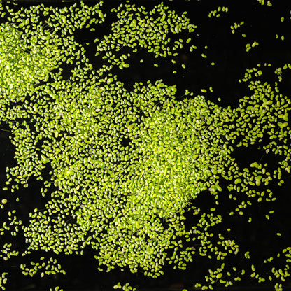DUCKWEED | LEMNA MINOR